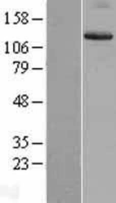 Western Blot: Integrin alpha 9 Overexpression Lysate [NBL1-12067]