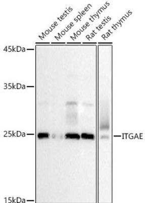 Western Blot: Integrin alpha E/CD103 AntibodyAzide and BSA Free [NBP3-03545]