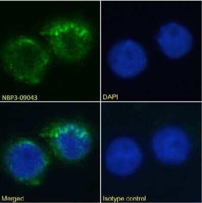 Immunocytochemistry/ Immunofluorescence: Integrin alpha L/CD11a Antibody (MHM24) - Chimeric - Azide and BSA Free [NBP3-09043]