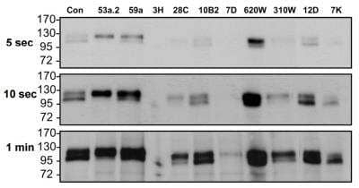 Immunoprecipitation: Integrin alpha V beta 6 Antibody (AvB6 53a.2) - BSA Free [NBP2-50449]