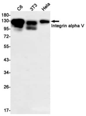 Western Blot: Integrin alpha V/CD51 Antibody (S03-6E3) [NBP3-19510]