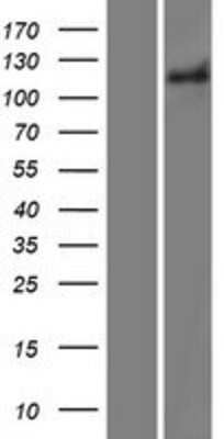 Western Blot: Integrin alpha V/CD51 Overexpression Lysate [NBP2-10815]