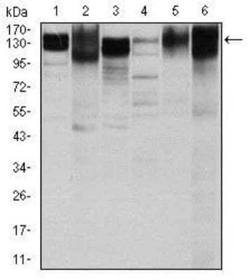 Western Blot: Integrin beta 1/CD29 Antibody (3B6)BSA Free [NBP2-22191]