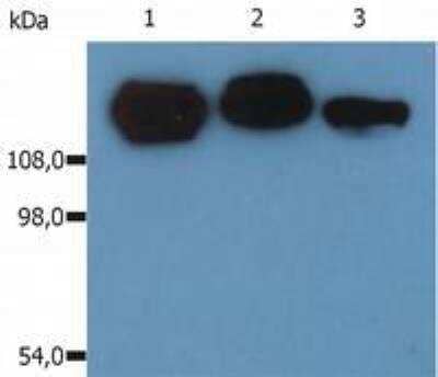 Western Blot: Integrin beta 1/CD29 Antibody (MEM-101A)BSA Free [NB500-383]