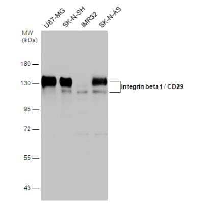 Western Blot: Integrin beta 1/CD29 Antibody [NBP2-16974]