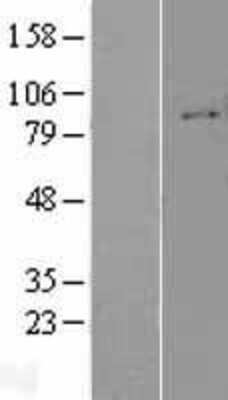 Western Blot: Integrin beta 1/CD29 Overexpression Lysate [NBP2-09967]