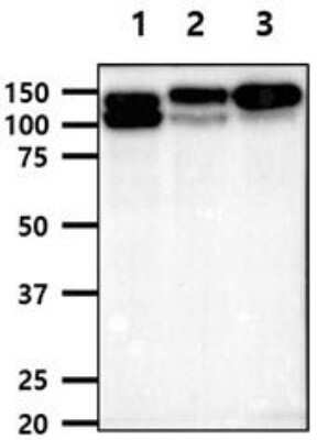 Western Blot: Integrin beta 1D Antibody (AT47E2)BSA Free [NBP2-61161]