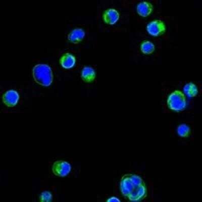 Immunocytochemistry/ Immunofluorescence: Integrin beta 2/CD18 Antibody (10E12) - BSA Free [NBP1-47440]