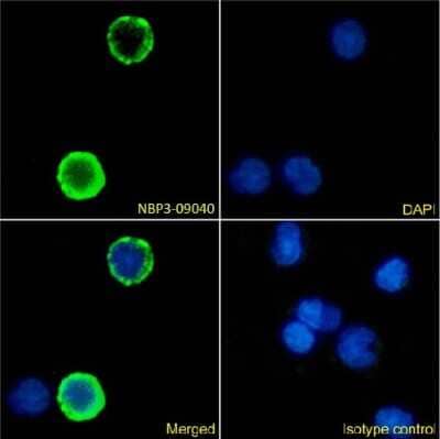 Immunocytochemistry/ Immunofluorescence: Integrin beta 2/CD18 Antibody (1B4) - Chimeric - Azide and BSA Free [NBP3-09040]