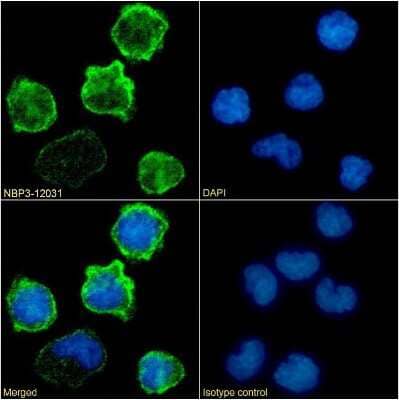 Immunocytochemistry/ Immunofluorescence: Integrin beta 2/CD18 Antibody (60.3) - Chimeric - Azide and BSA Free [NBP3-12031]