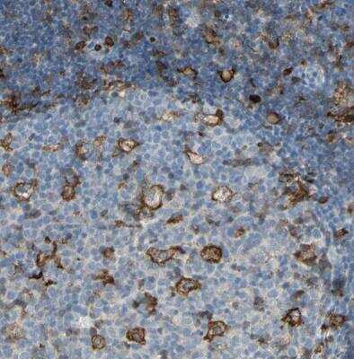 Immunohistochemistry-Paraffin: Integrin beta 2/CD18 Antibody [NBP1-88128]