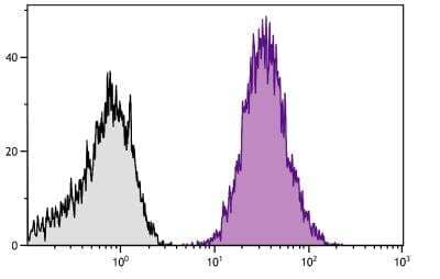 Flow Cytometry: Integrin beta 3/CD61 Antibody (PM6/13) [NBP1-28398]