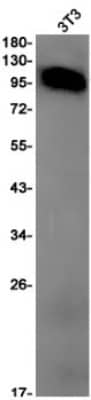 Western Blot: Integrin beta 3/CD61 Antibody (S02-5I9) [NBP3-19667]