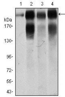 Western Blot: Integrin beta 4/CD104 Antibody (10B10D5)BSA Free [NBP2-37392]