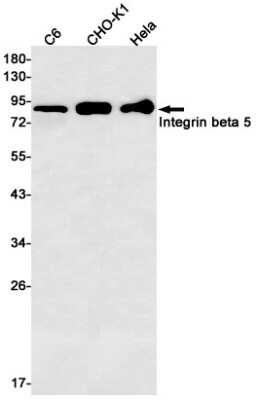 Western Blot: Integrin beta 5 Antibody (S04-0G6) [NBP3-15048]