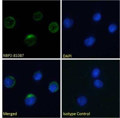 Immunocytochemistry/ Immunofluorescence: Integrin beta 7 Antibody (FIB27) - Chimeric - Azide and BSA Free [NBP2-81087]