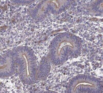 Immunohistochemistry-Paraffin: Integrin beta 8 Antibody [NBP1-87539]
