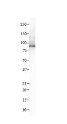 Western Blot: Integrin beta 8 Antibody [NBP1-59269]