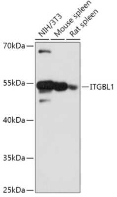 Western Blot: Integrin beta-like protein 1 AntibodyAzide and BSA Free [NBP3-02975]