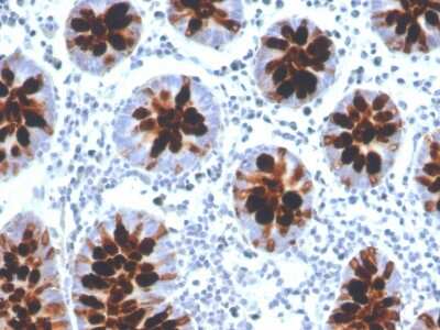 Immunohistochemistry-Paraffin: Intelectin-1/Omentin Antibody (ITLN1/4061) [NBP3-07677]