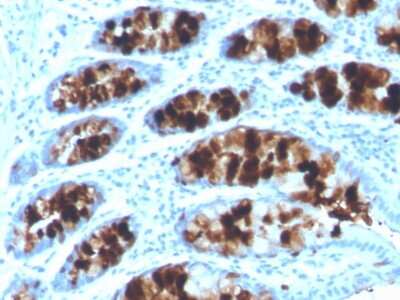 Immunohistochemistry-Paraffin: Intelectin-1/Omentin Antibody (ITLN1/4062) - Azide and BSA Free [NBP3-08522]