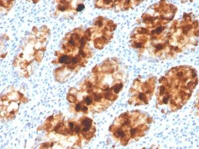 Immunohistochemistry-Paraffin: Intelectin-1/Omentin Antibody (ITLN1/4063) [NBP3-07679]