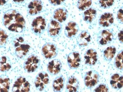 Immunohistochemistry-Paraffin: Intelectin-1/Omentin Antibody (ITLN1/4064) [NBP3-07689]