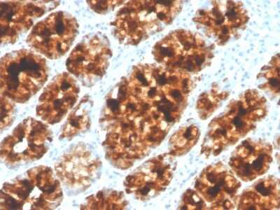 Immunohistochemistry-Paraffin: Intelectin-1/Omentin Antibody (ITLN1/4065) [NBP3-07690]