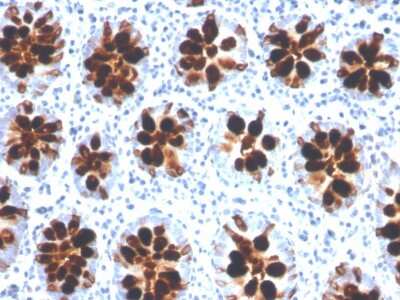 Immunohistochemistry-Paraffin: Intelectin-1/Omentin Antibody (ITLN1/4066) [NBP3-07691]