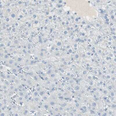 Immunohistochemistry-Paraffin: Intelectin-2 Antibody [NBP1-81738]