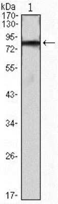 Western Blot: Interference Hedgehog Antibody (3G8)BSA Free [NBP2-37661]