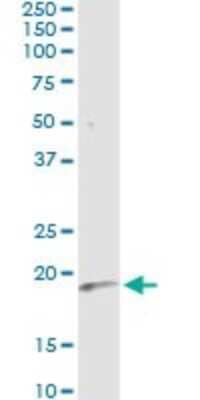 Immunoprecipitation: IFN-alpha K Antibody (3C9) [H00003443-M01]