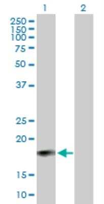 Western Blot: IFN-alpha K Antibody [H00003443-B01P]