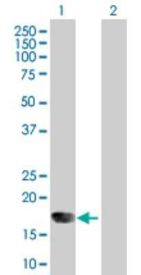 Western Blot: IFN-alpha K Antibody [H00003443-D01P]