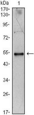 Western Blot: IL-34 Antibody (1D12)BSA Free [NBP1-51627]