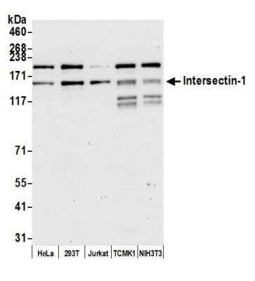 Western Blot: Intersectin 1 Antibody [NBP1-71832]