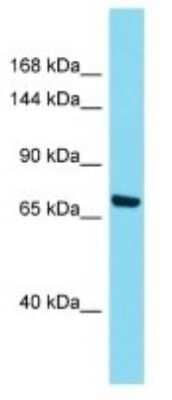 Western Blot: Intersectin 1 Antibody [NBP3-10417]