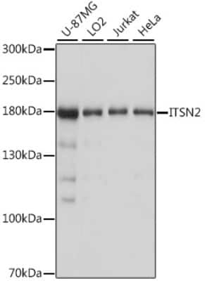 Western Blot: Intersectin 2 AntibodyAzide and BSA Free [NBP3-03747]