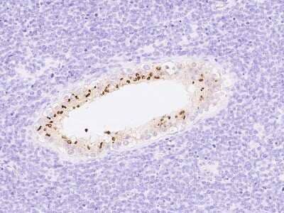 Immunohistochemistry-Paraffin: Intra Acrosomal Protein Antibody [NBP2-99874]