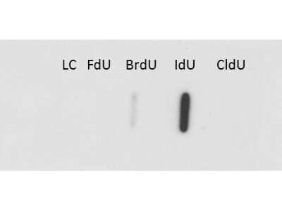 Western Blot: Iododeoxyuridine/IdU Antibody (32D8.D9) [NBP2-44056]