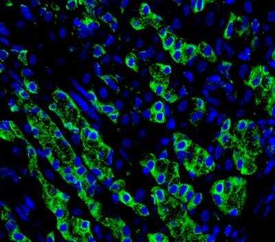 Immunohistochemistry-Paraffin: Irisin/FNDC5 Antibody [NBP2-14024]