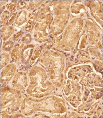 Immunohistochemistry-Paraffin: Irisin/FNDC5 Antibody - BSA Free [NBP2-59680]