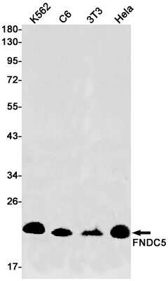 Western Blot: Irisin/FNDC5 Antibody (S09-4J9) [NBP3-15049]