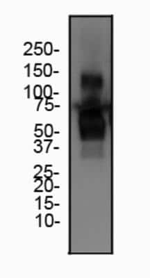 Western Blot: Irisin/FNDC5 AntibodyBSA Free [NBP2-59680]