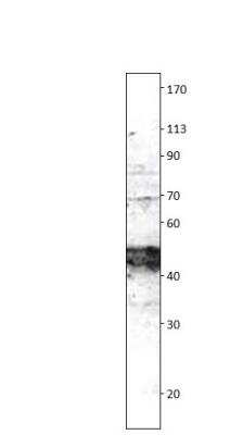 Western Blot: Irisin/FNDC5 Antibody [NBP3-12317]