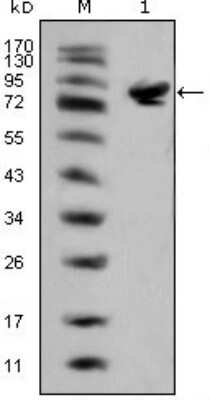 Western Blot: Islet-1 Antibody (1H9)BSA Free [NBP1-47537]