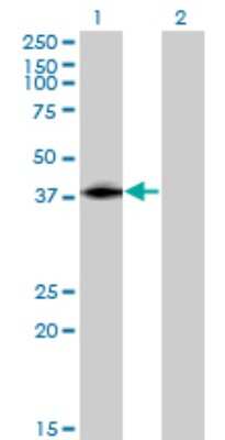 Western Blot: Islet-2 Antibody (1D9) [H00064843-M03]