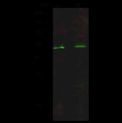 Western Blot: Islet-2 Antibody [NBP2-98913]