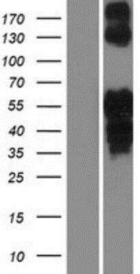 Western Blot: Islet-2 Overexpression Lysate [NBP2-05461]