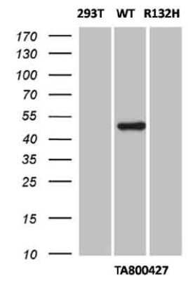 Western Blot: Isocitrate Dehydrogenase 1/IDH1 Antibody (OTI1D1) [NBP2-46019]